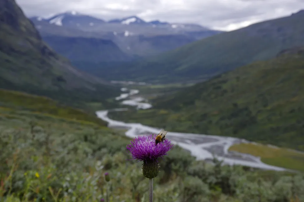 Klicka för att förstora