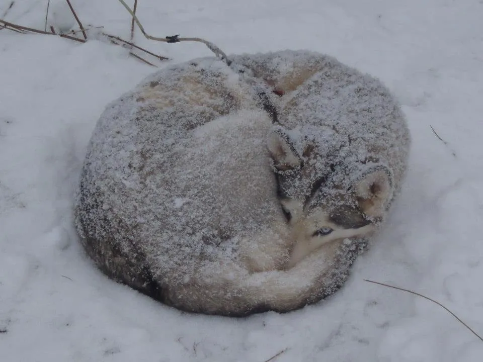 Klicka för att förstora