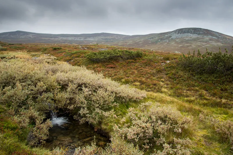 Klicka för att förstora