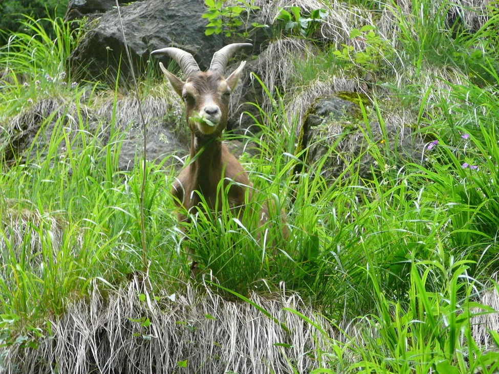 Klicka för att förstora
