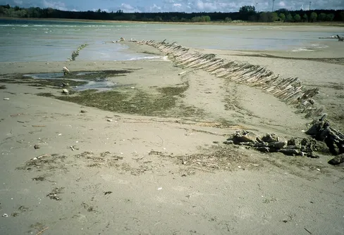 Det våras för Gotland.
