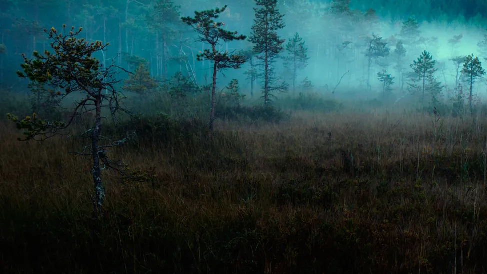 Klicka för att förstora