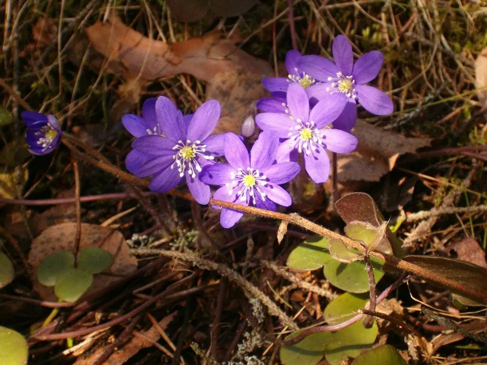 Klicka för att förstora