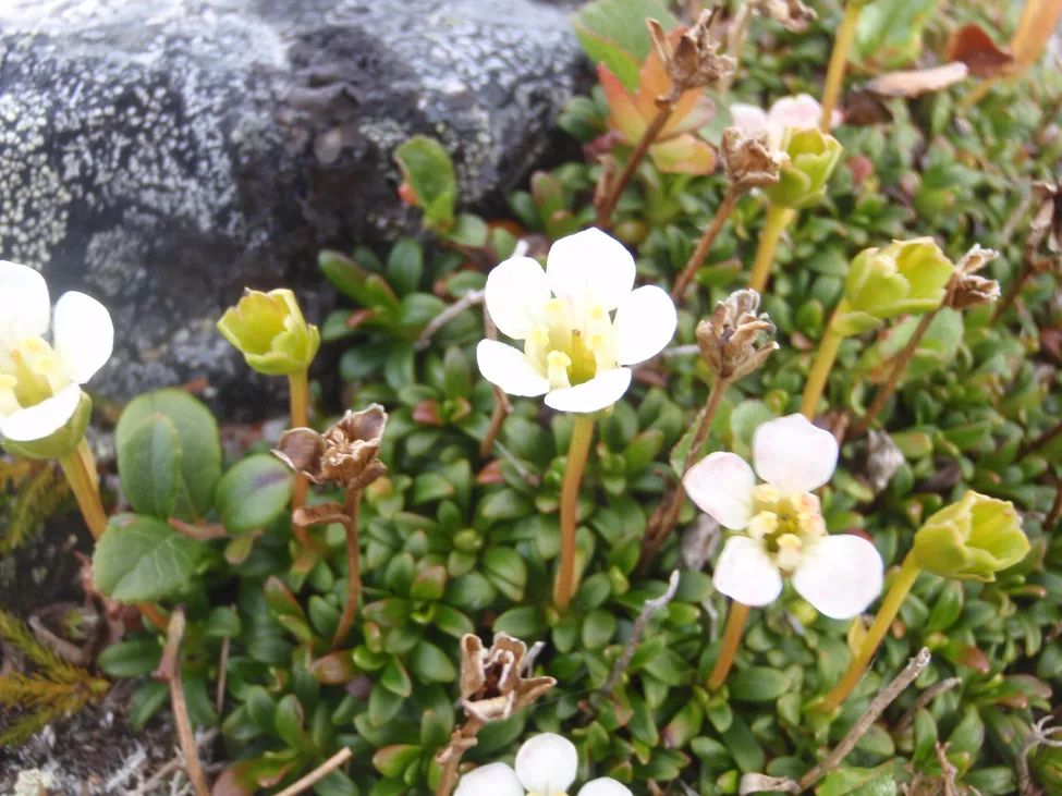 Klicka för att förstora