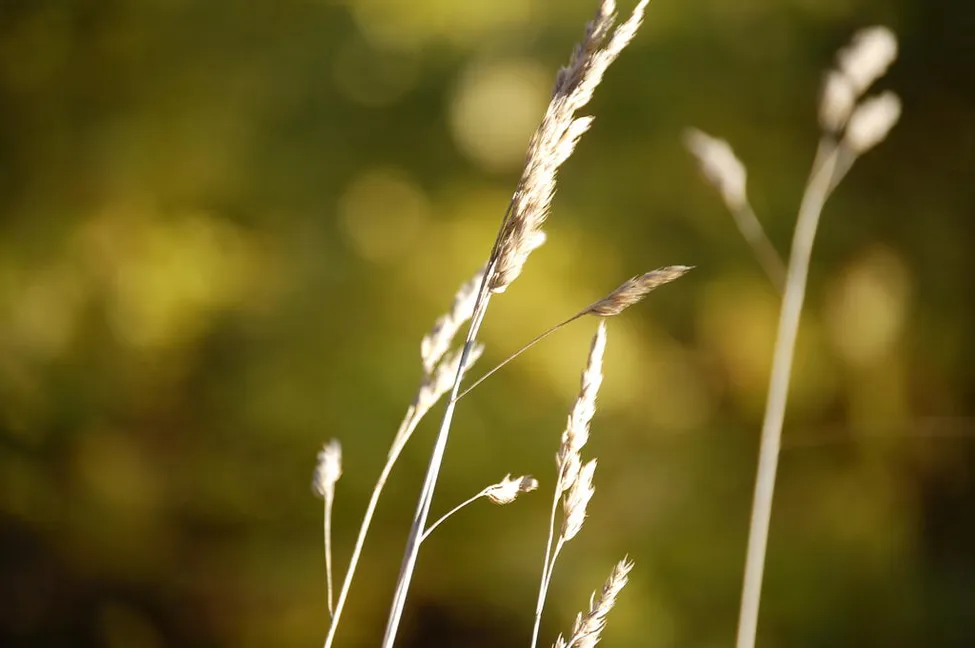Klicka för att förstora