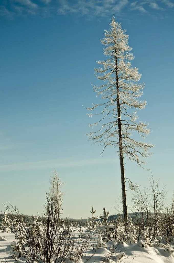 Klicka för att förstora