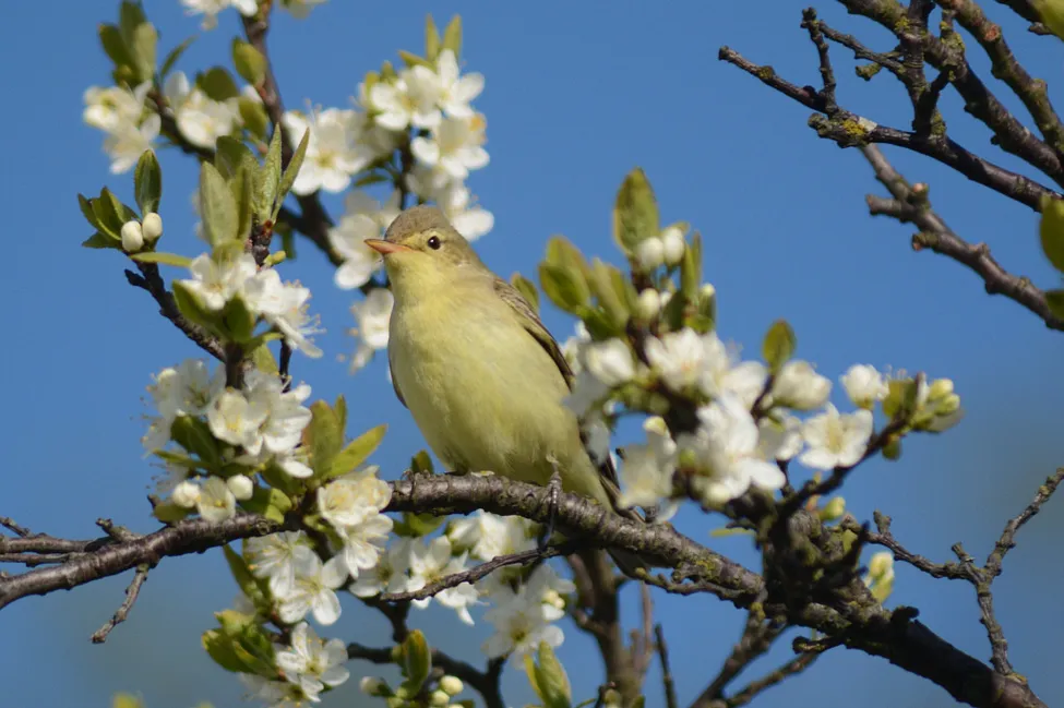 Klicka för att förstora