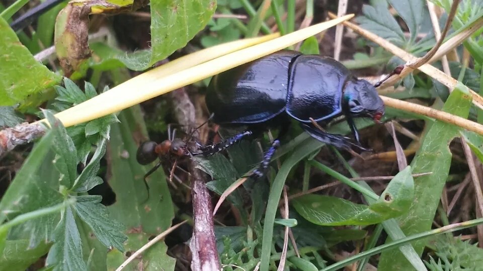 Klicka för att förstora