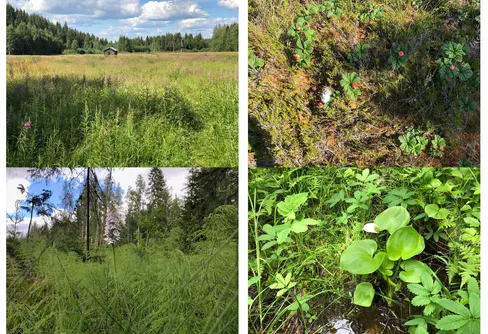 Biologiska mångfaldens dag – upplev naturen digitalt