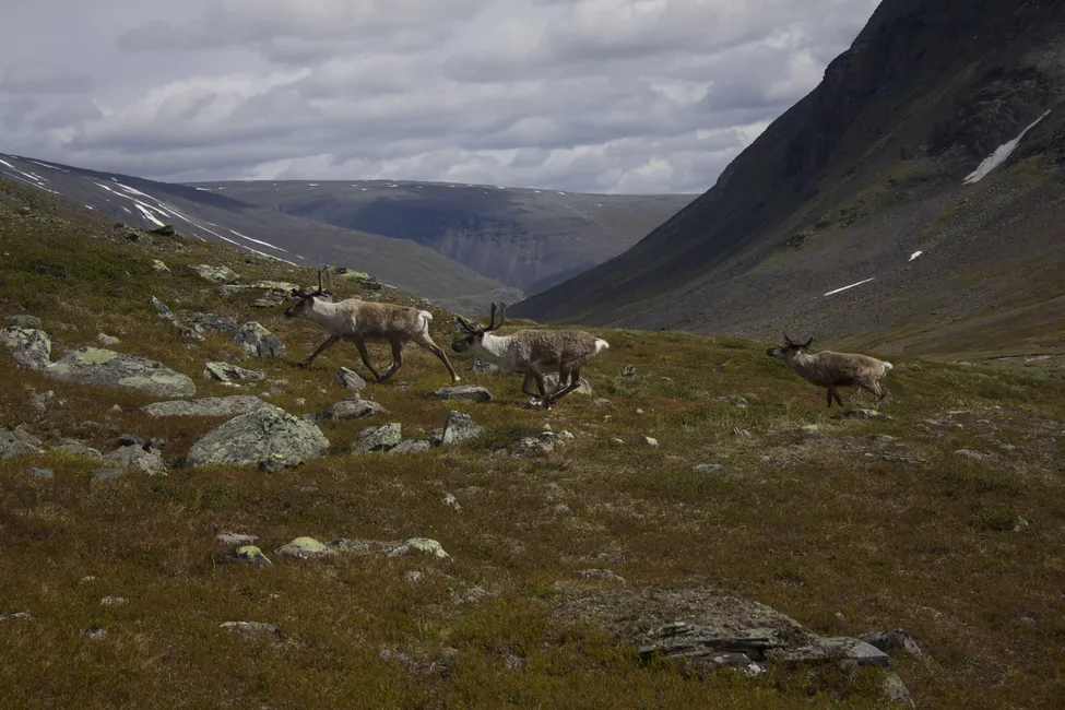 Klicka för att förstora