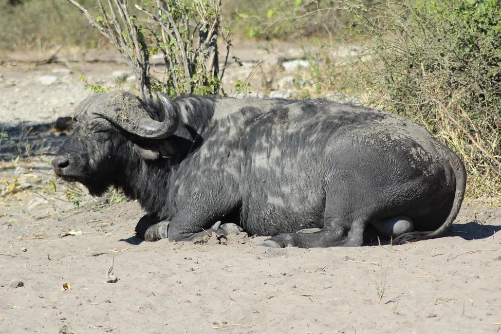 Klicka för att förstora