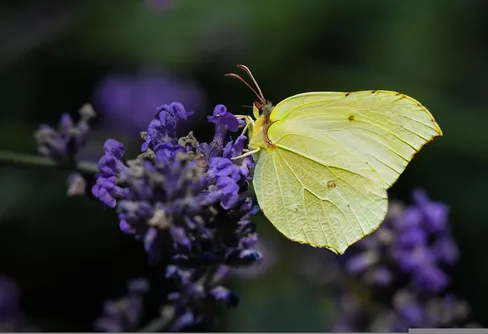 Citronfjärilen blev nationalfjäril