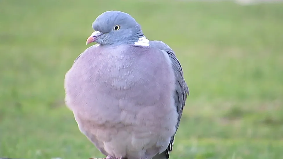 Klicka för att förstora