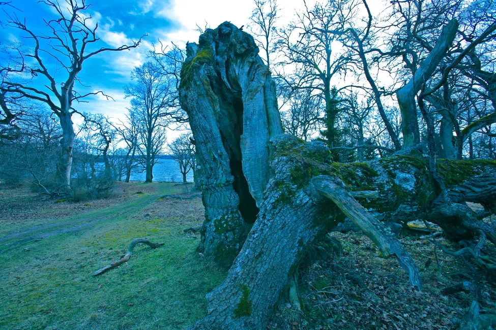 Klicka för att förstora