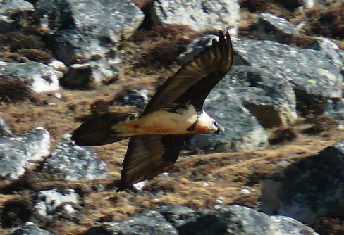 Resa till Nepal. Del 4.