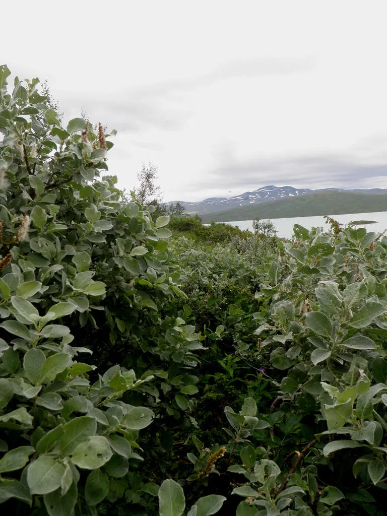 Klicka för att förstora