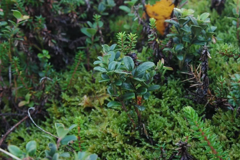 Klicka för att förstora