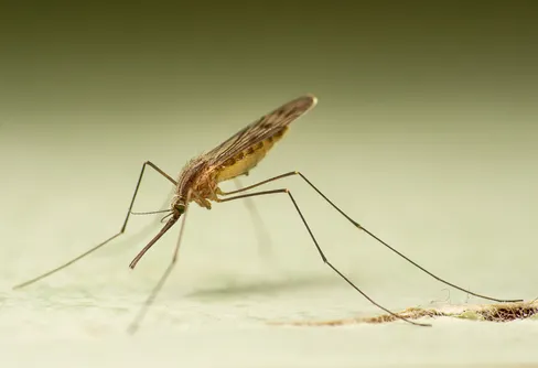 Ny myggart upptäckt i Sverige