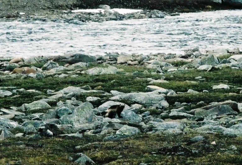 Klicka för att förstora