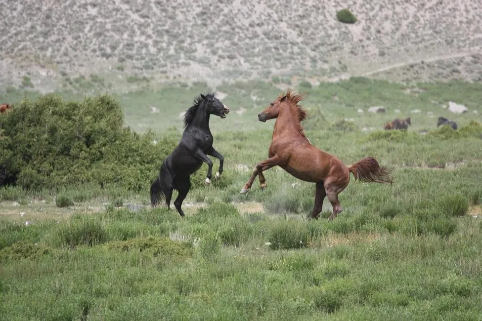 Klicka för att förstora