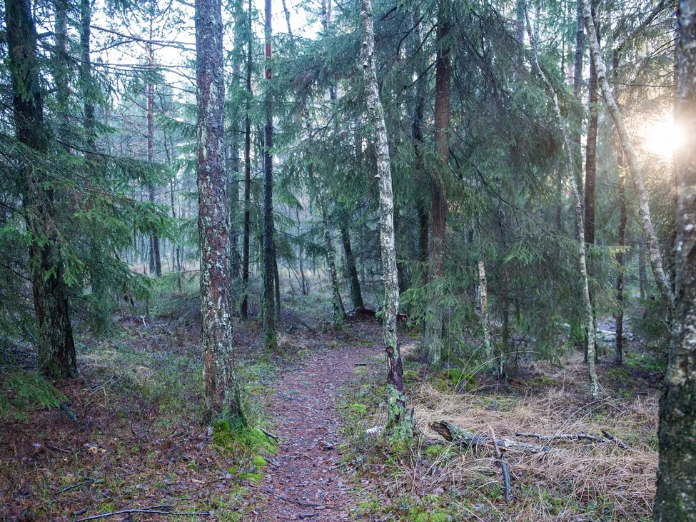 Klicka för att förstora