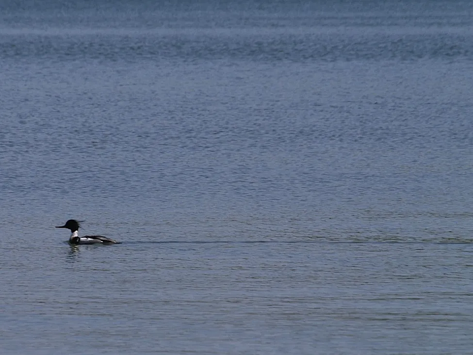 Klicka för att förstora