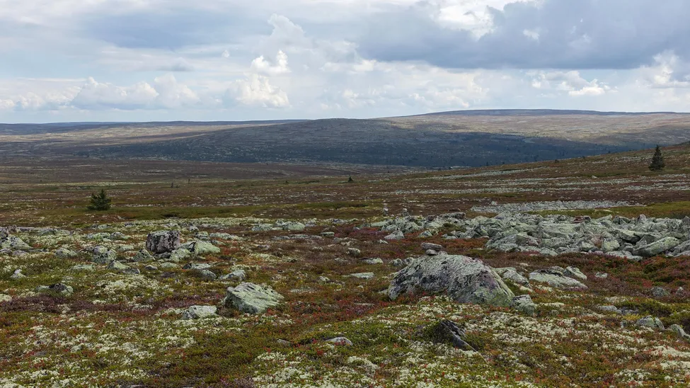 Klicka för att förstora