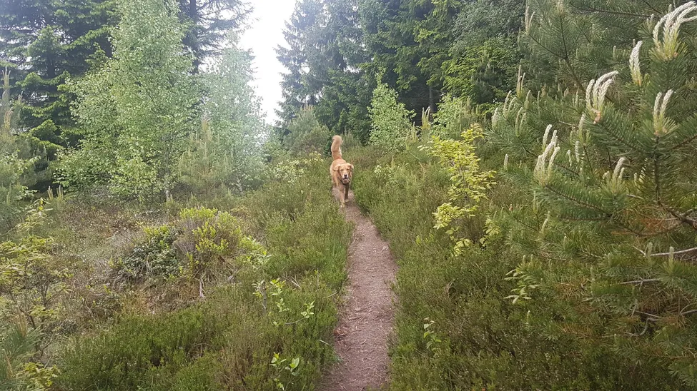 Klicka för att förstora