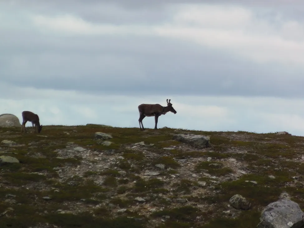 Klicka för att förstora