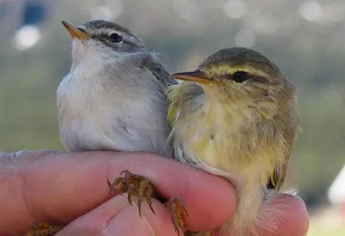 Fåglars flyttgener geografiskt betingade