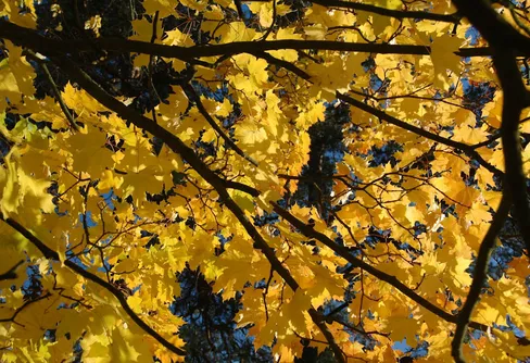 Hösthelg - vad gör du?