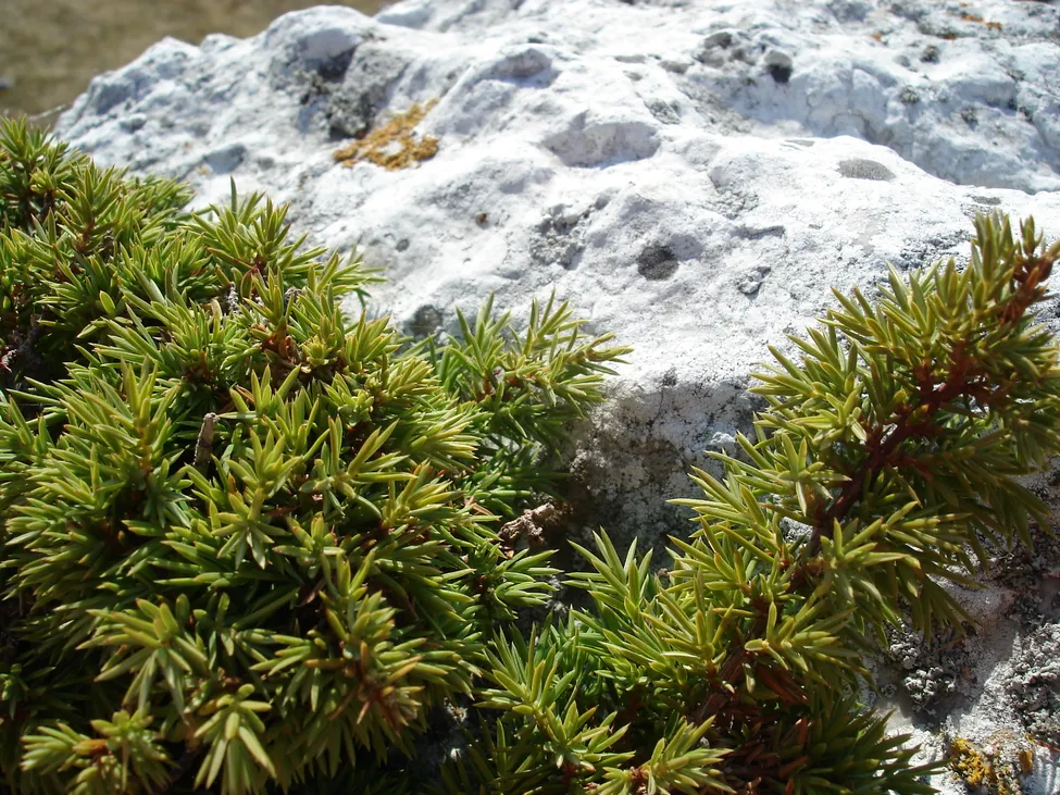 Klicka för att förstora