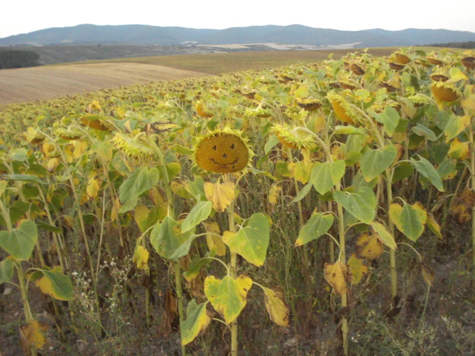 Klicka för att förstora