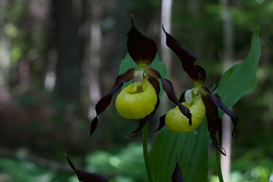 Klicka för att förstora