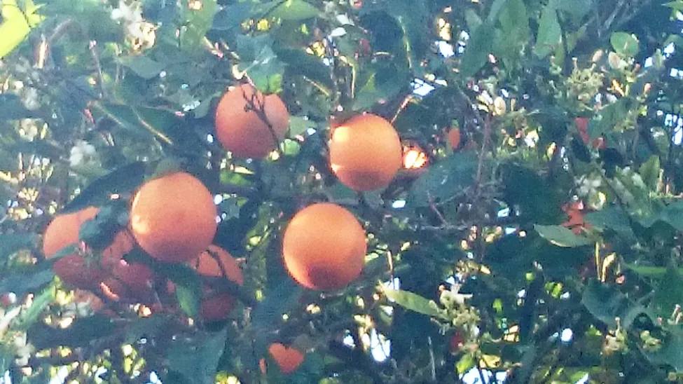 Klicka för att förstora