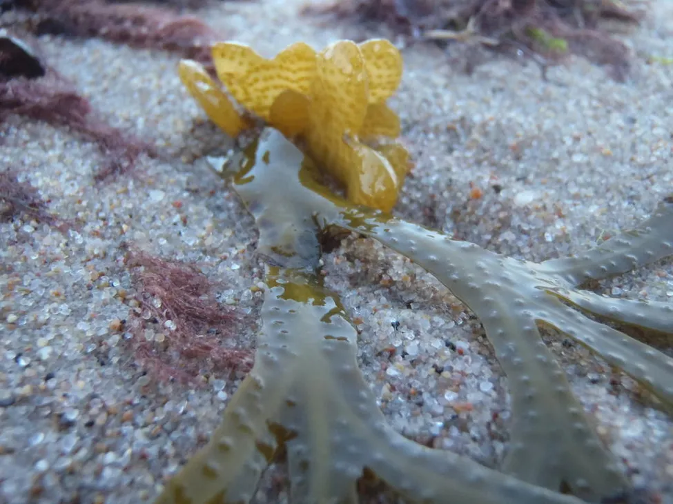 Klicka för att förstora