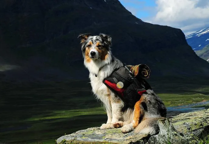 Klicka för att förstora
