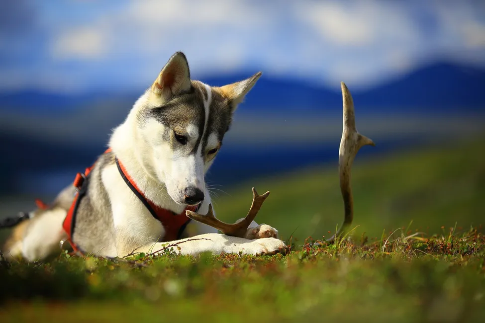 Klicka för att förstora