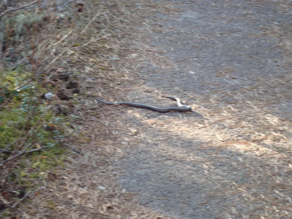 Klicka för att förstora