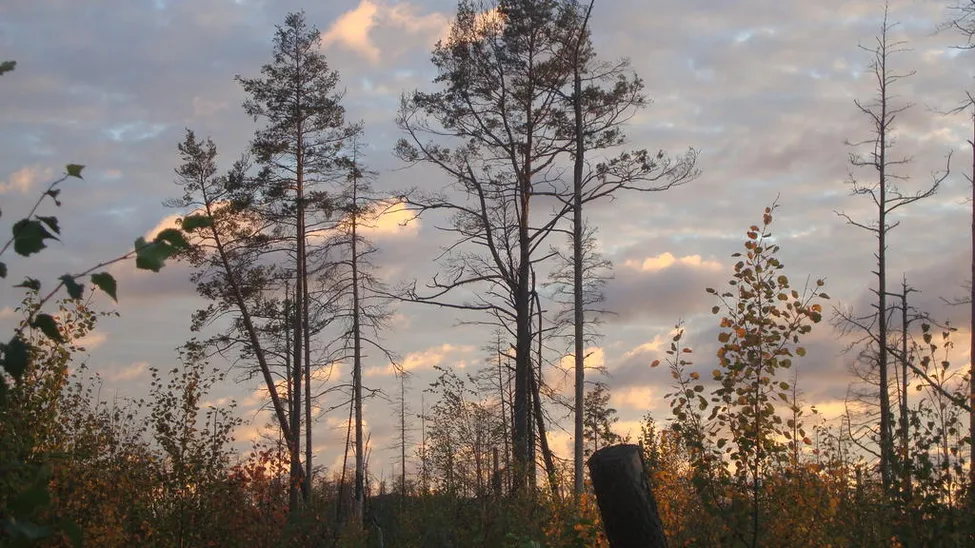 Klicka för att förstora