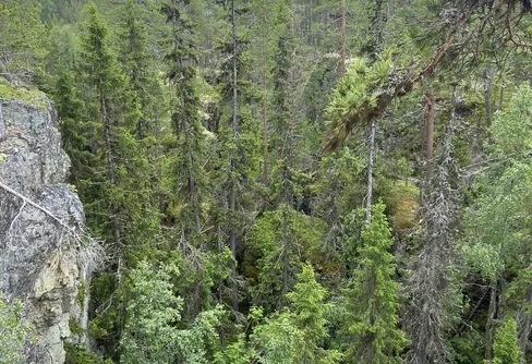 Vandring på Hoverberget 250629