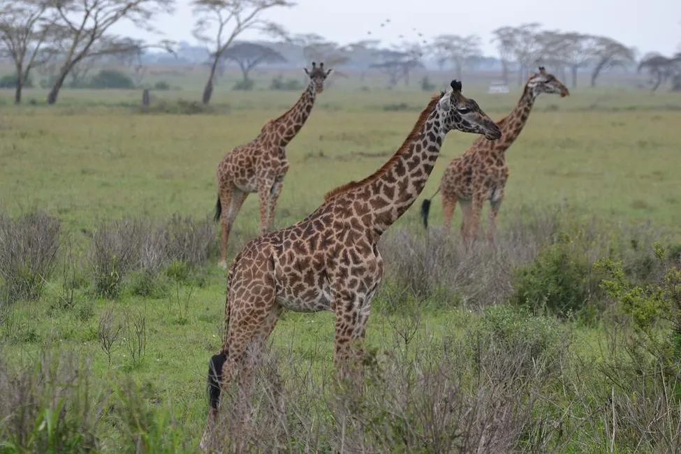 Klicka för att förstora