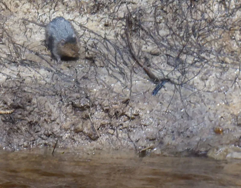 Klicka för att förstora