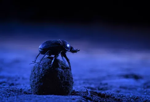 Himlens stjärnor leder nattens djur