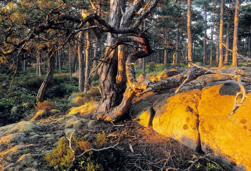 Fördelningen för värdefull natur klar