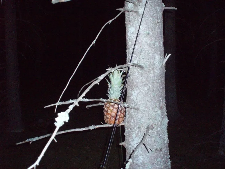 Klicka för att förstora