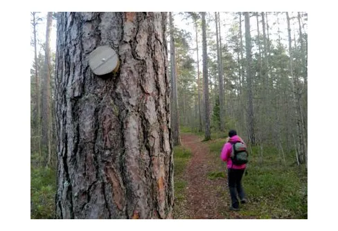 Vandring på Vildmarksstigen i Törnskogen - Sollentuna