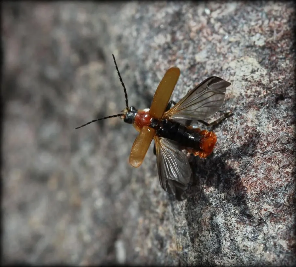 Klicka för att förstora