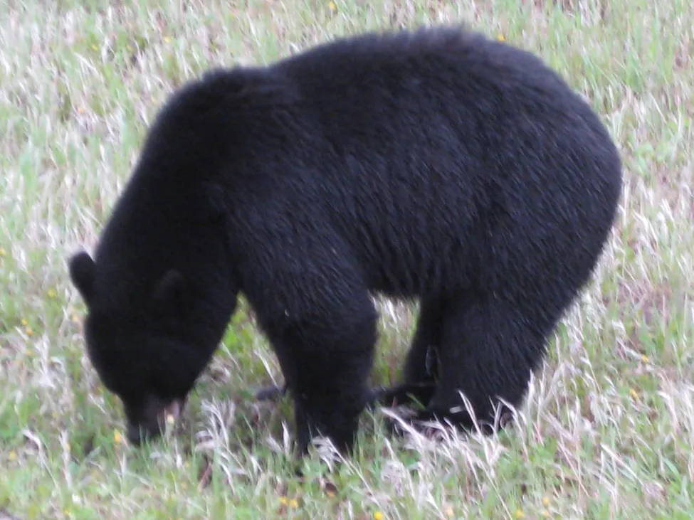 Klicka för att förstora