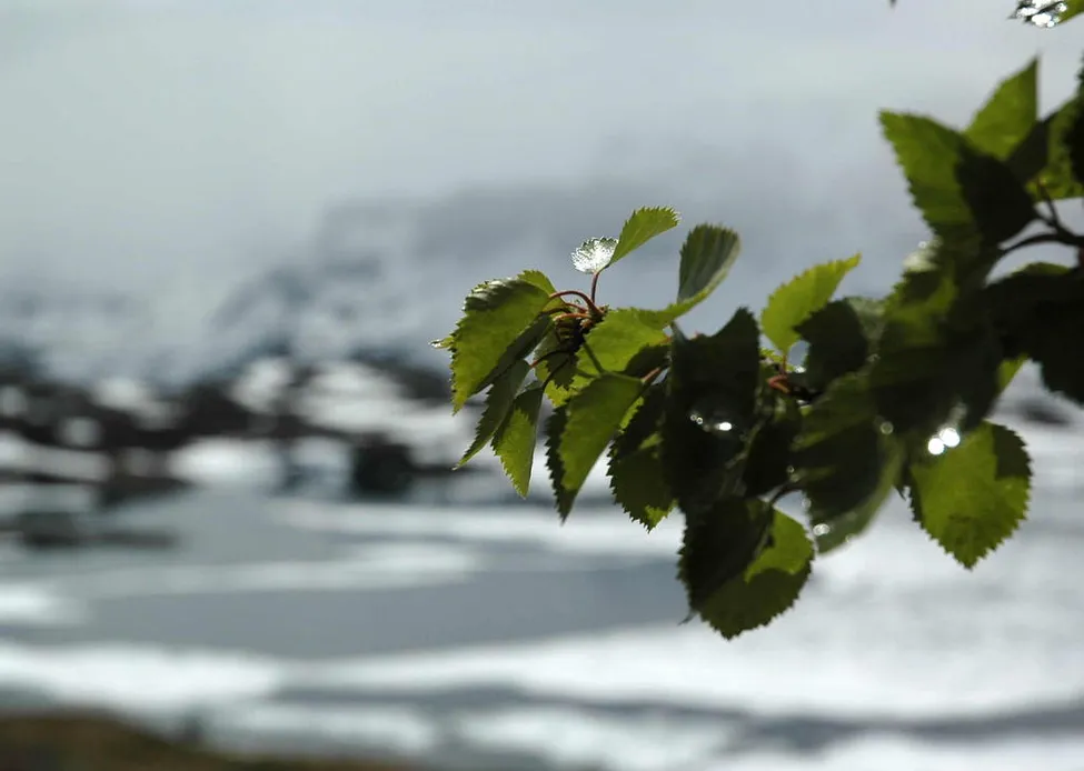 Klicka för att förstora